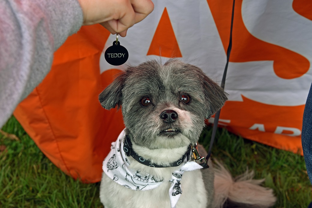 Julia Holmes’ Shih Tzu Teddy received a new ID tag.