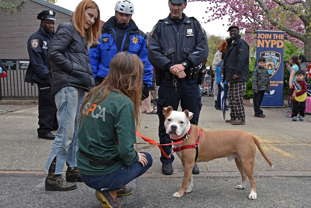 Tigger, a pit bull rescued by the NYPD, was one of two dogs adopted at PBSI and ASPCA’s Earth Day celebration.