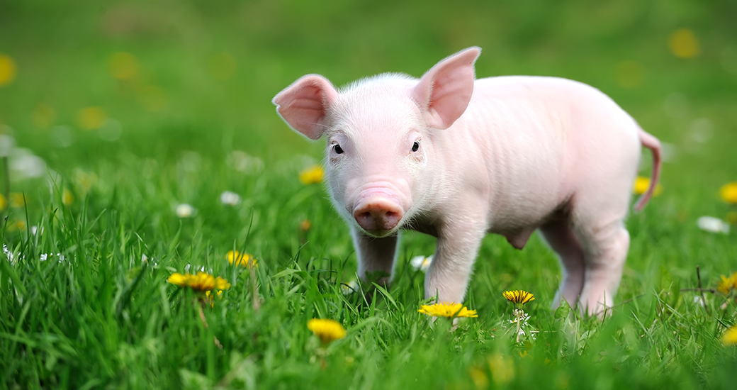 a piglet in grass