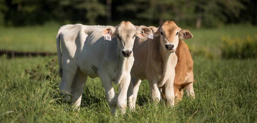 two cows in a pasture