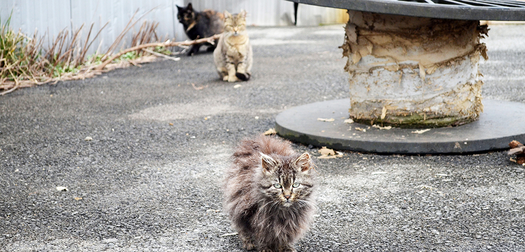 Edie Falco Urges New York Lawmakers to Protect Community Cats