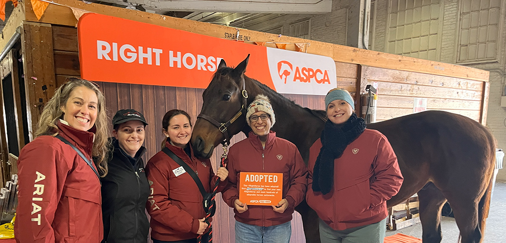 Adopted horse at Equine Affaire