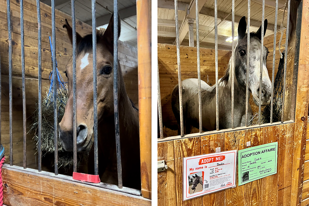 Holly and Sadie at Equine Affaire