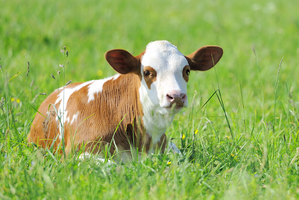 a cow in a pasture