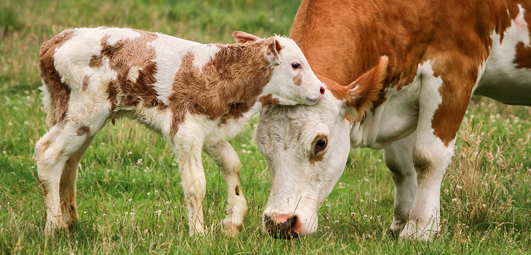 a cow and her calf in a pasture
