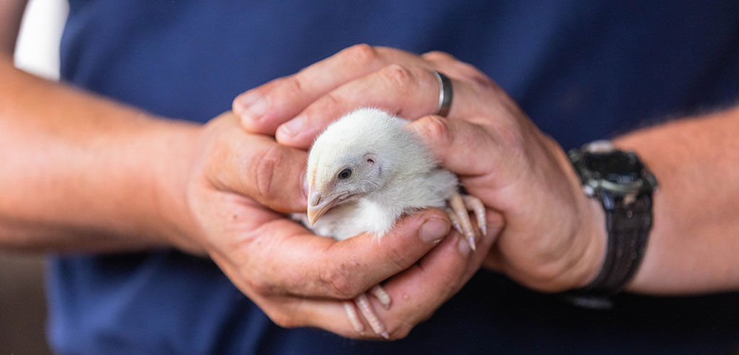 close up on a person holding a chick between their hands
