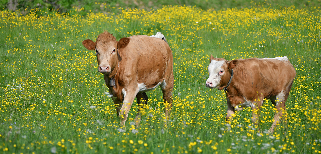 cows in a field surrounded by yellow wild flowers