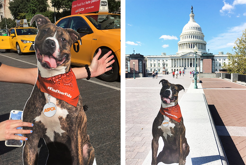 find your fido cut out in NYC and DC