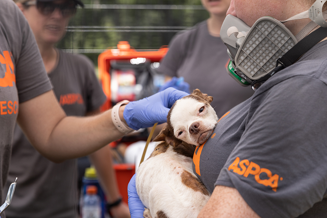 ASPCA responder examining and holding a small brown and white dog