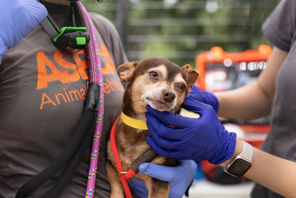 ASPCA responder examining and holding a small brown dog