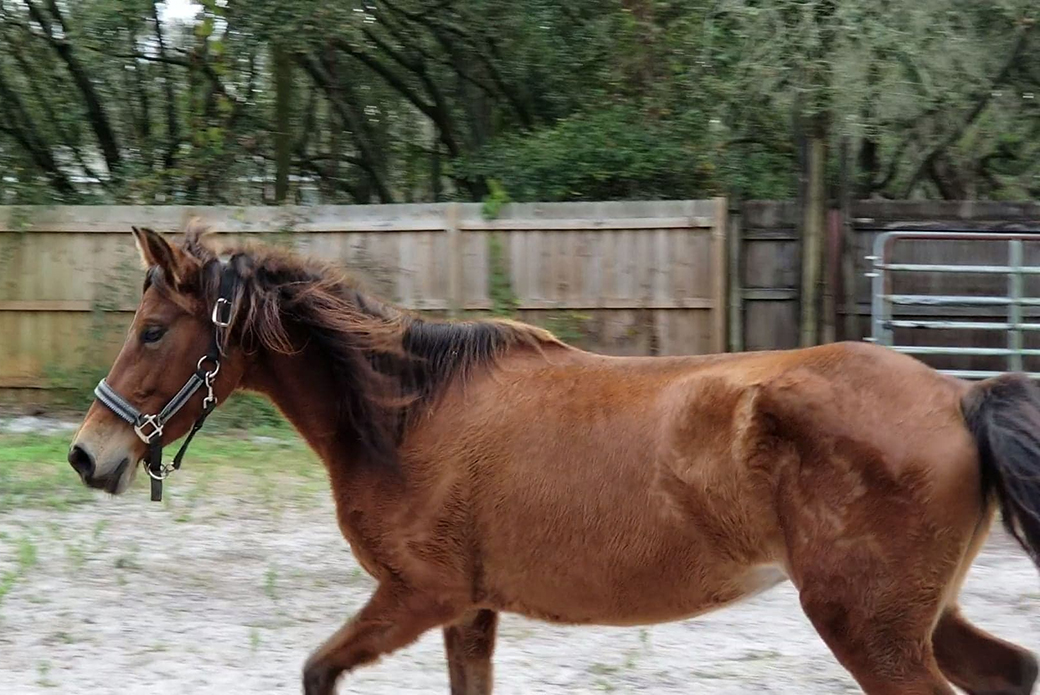 a rescued horse