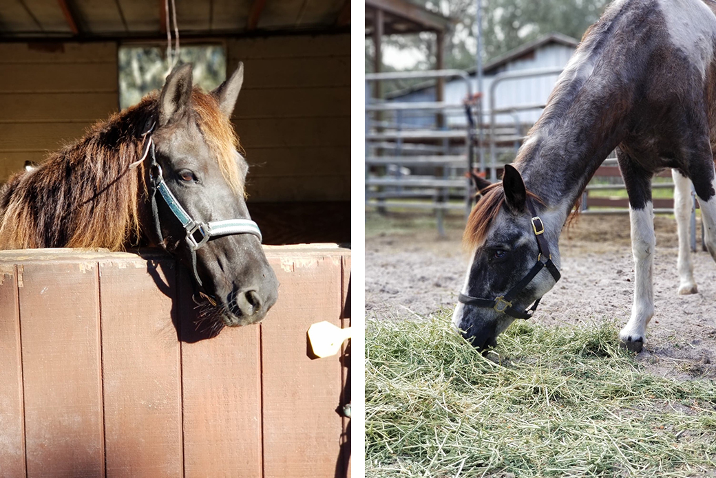 rescued horses