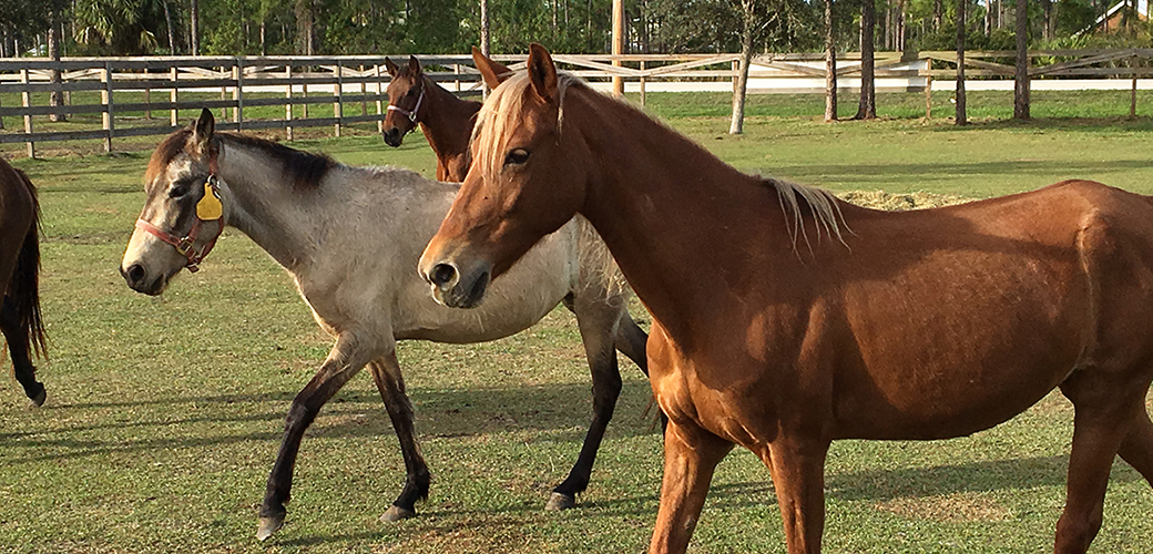 rescued horses