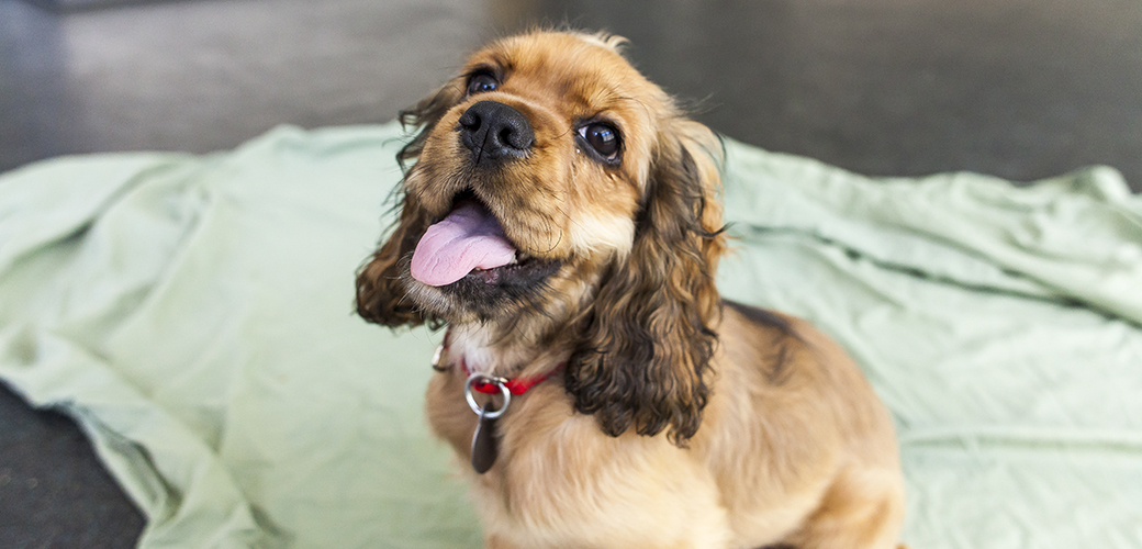 a spaniel