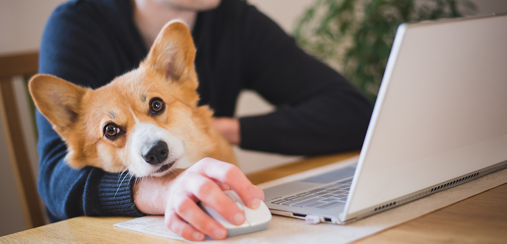 corgi at a computer