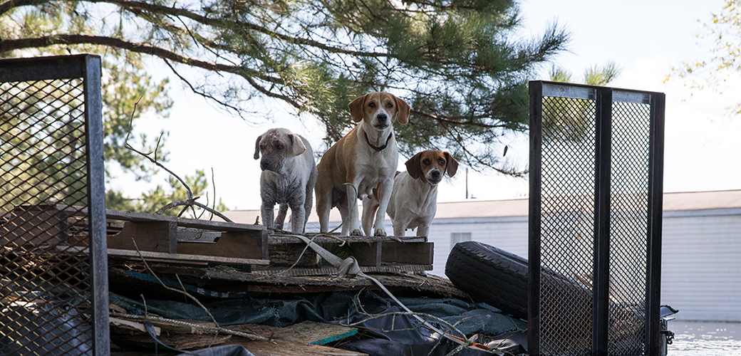 stranded dogs