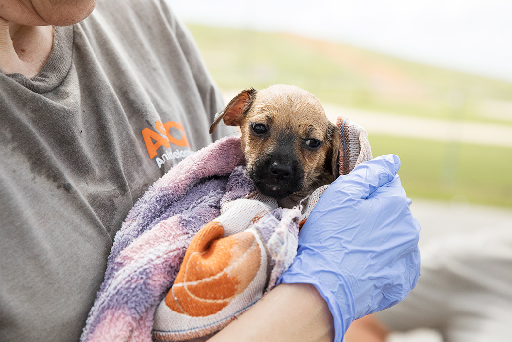 Pup being bathed and dried after being brought to safety