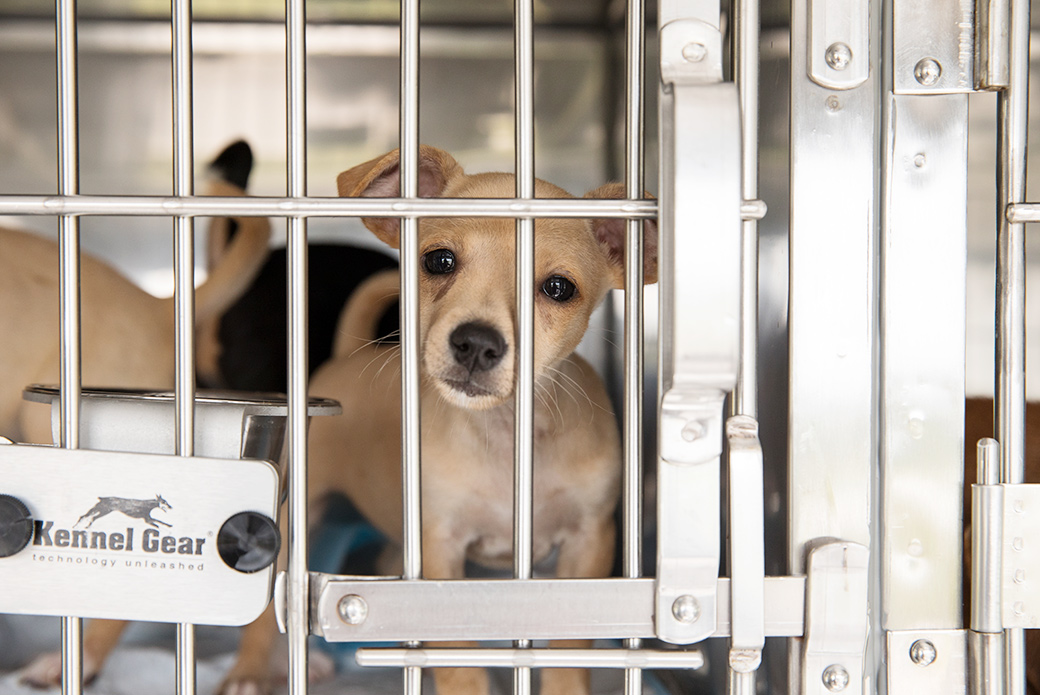 rescued dog being transported