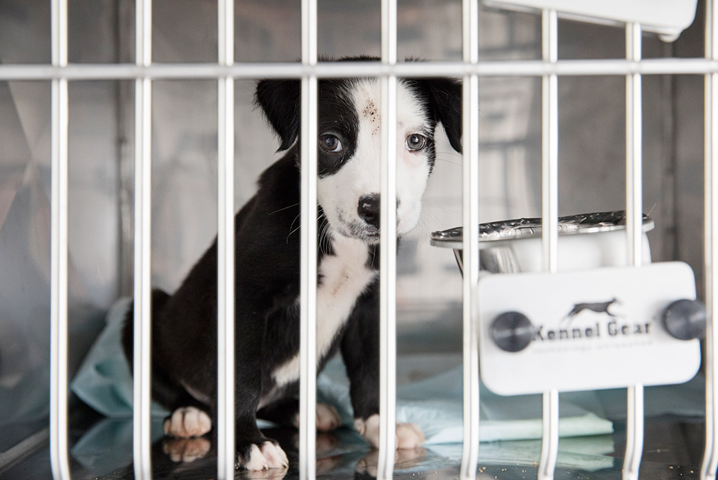 a puppy being transported