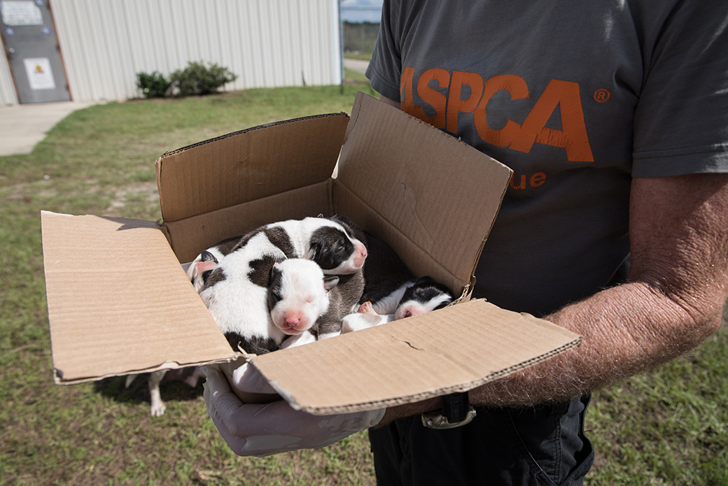 Animals are comforted by our responders