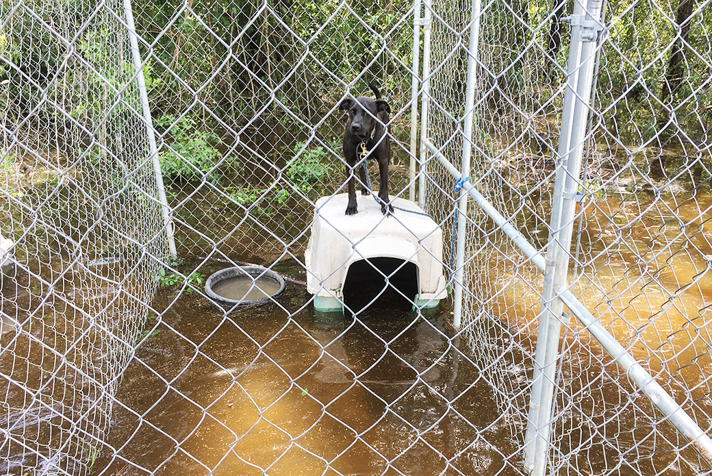 stranded dog