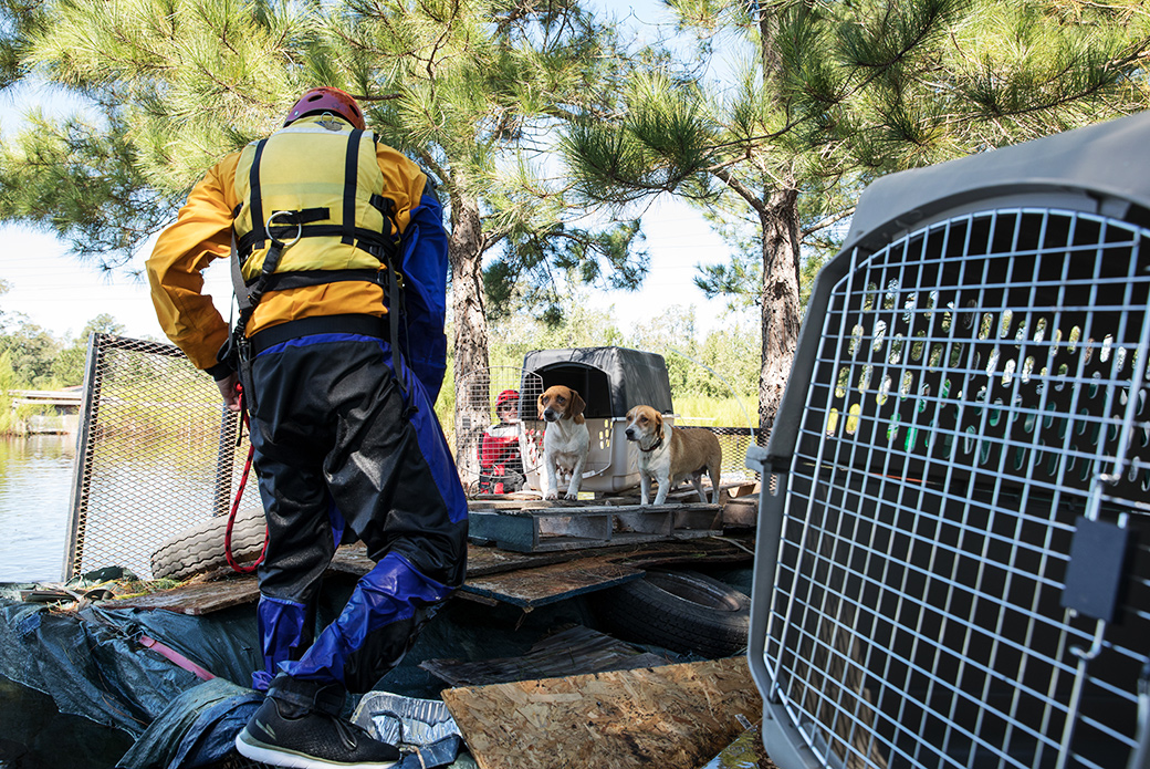 our responder with stranded dogs