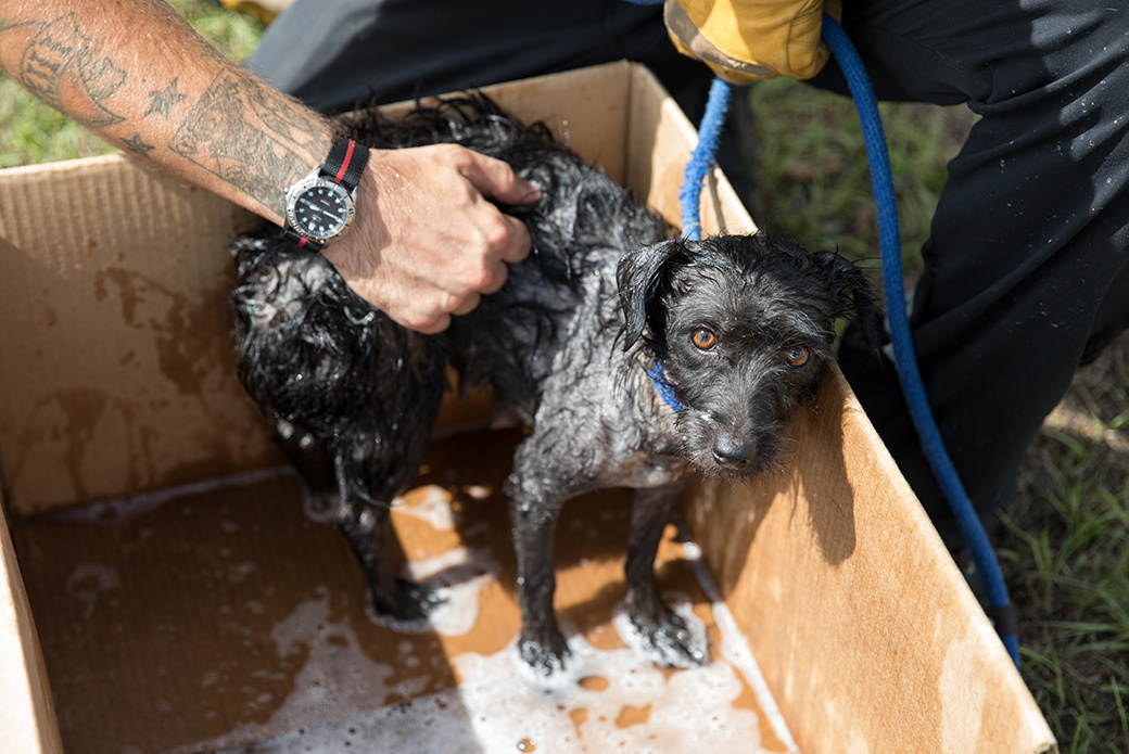 Pup being bathed after being brought to safety