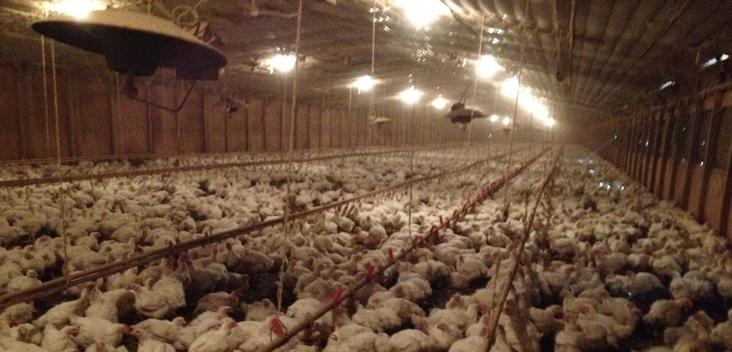 Factory farm chickens