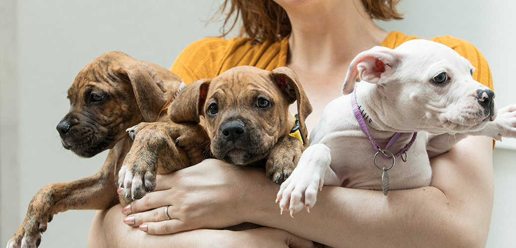 3 puppies being held