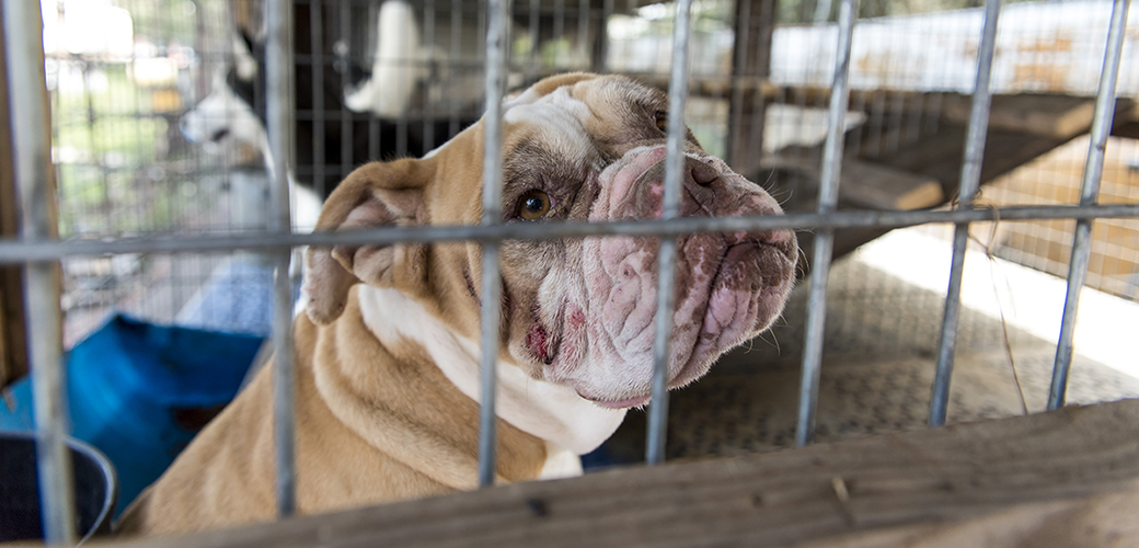 an english bulldog