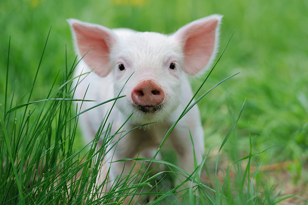 a small pig in grass