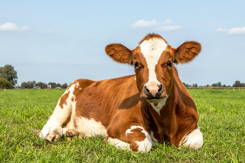 a brown and white cow resting in a field