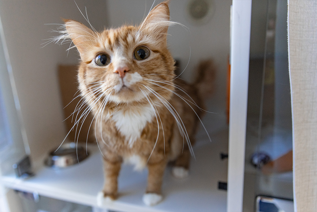 a cat at the adoption center