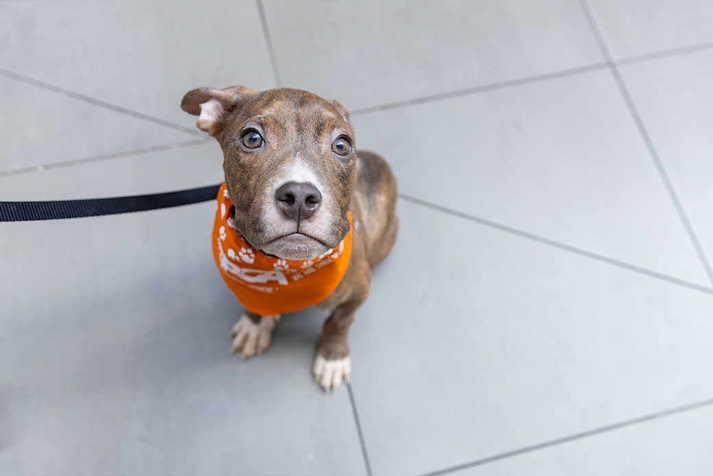 a young rescued dog at the ASPCA