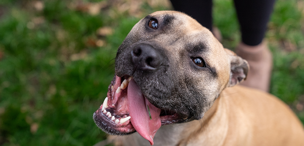 close up on a happy tan pit bull outside