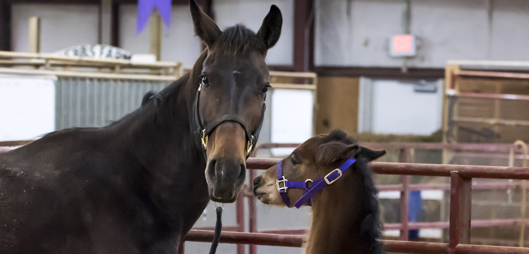 a horse and foal