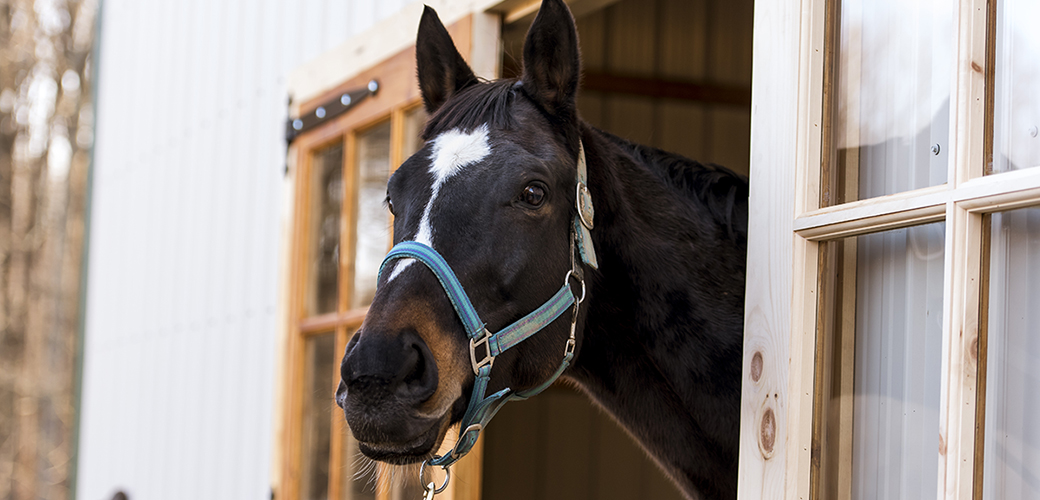 a horse with its head out a window