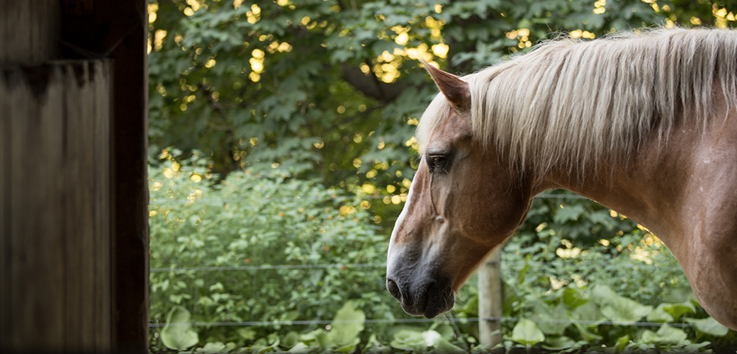 a sad horse