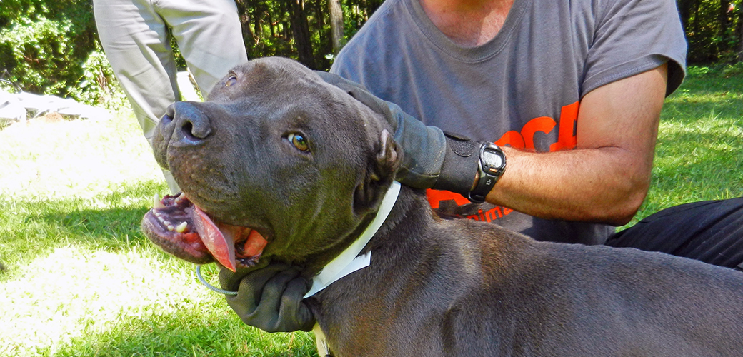 Bam on the day he was rescued 