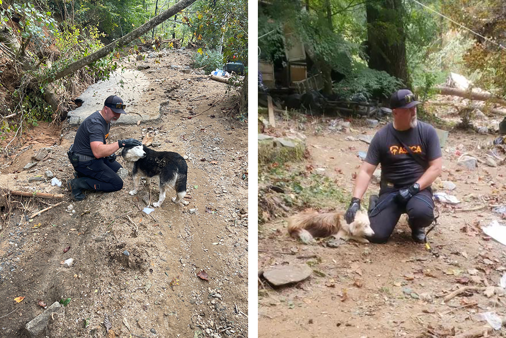 ASPCA responder with lost dogs