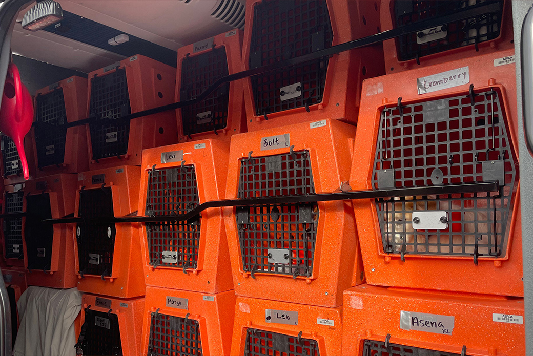 Dogs in transport crates