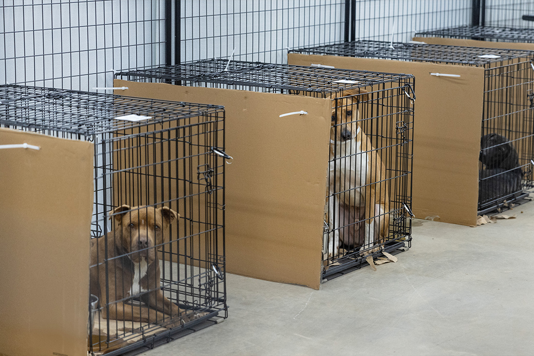 dogs in kennels