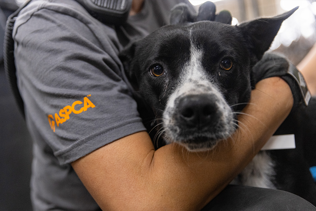 Rescued dog being held by responder