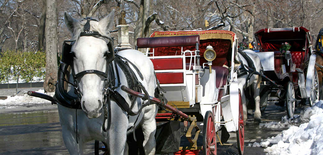 Speaking Up for Carriage Horses in New York City