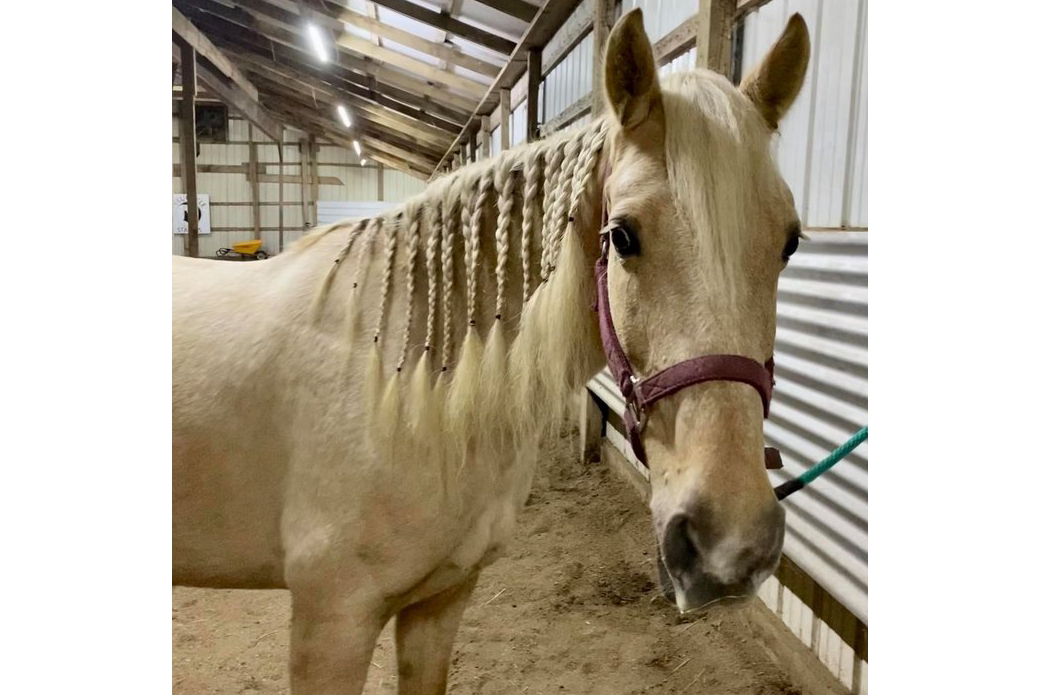 Tess with a braided mane indoors