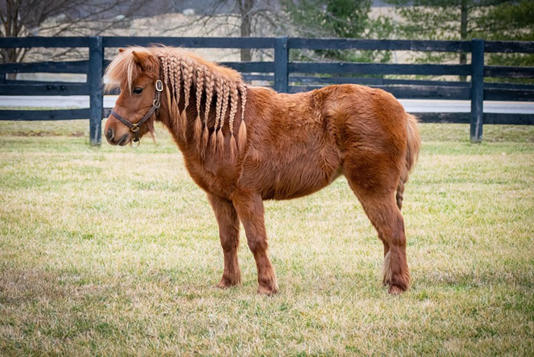 Muffin with a braided mane in a pasture