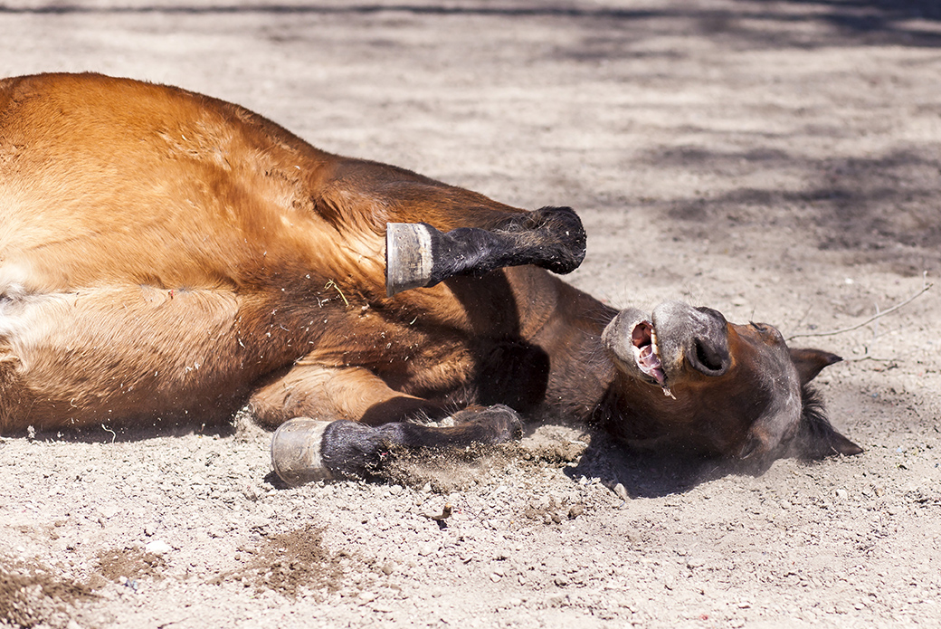 a horse rolling around