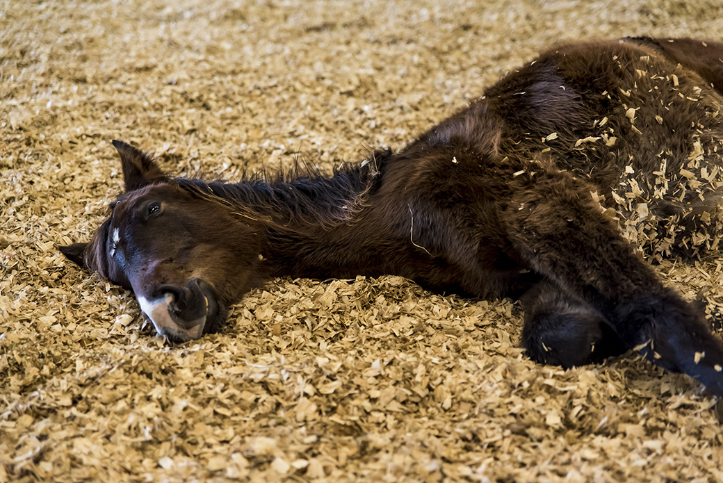 Horse laying in wood chips