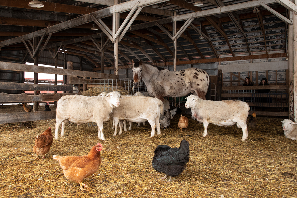 A horse with sheep and chickens