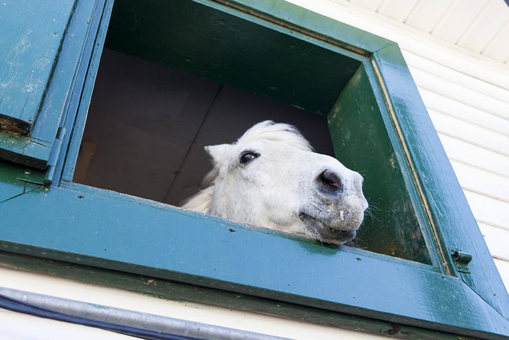 a horse looking out a window